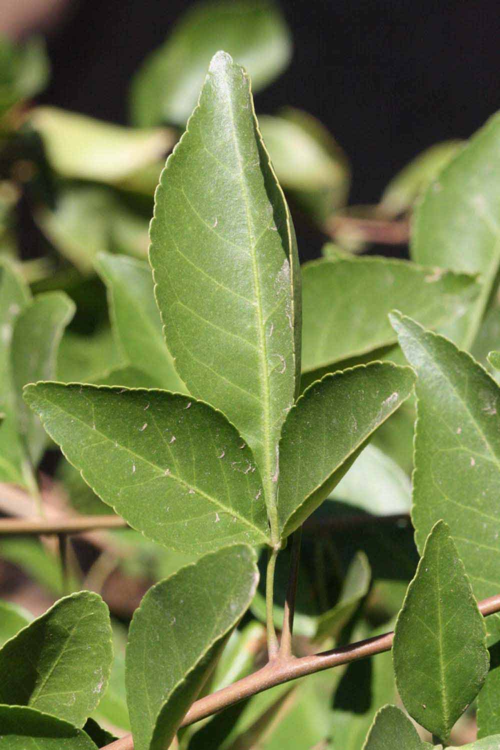 Trifoliolate leaf of  Aegle marmelos  (Riverside,CA)